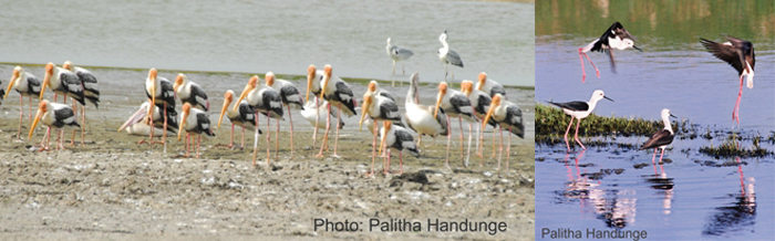 ph painted storks rz2